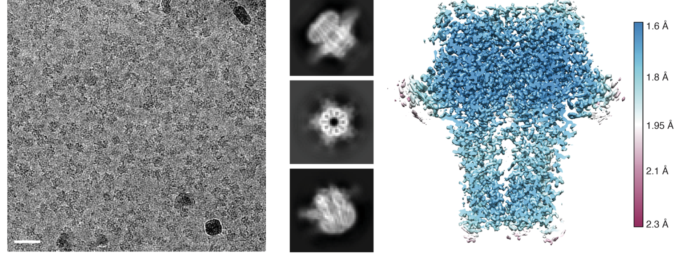 High-resolution (1.7 Å) Cryo-EM map reconstruction of the GABAA receptor.